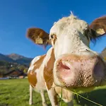 Apartmán Kendlgut Am Biobauernhof Inklusive Unbegrenztem Eintritt In Alpentherme *