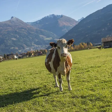 Kendlgut Am Biobauernhof Inklusive Unbegrenztem Eintritt In Alpentherme Appartamento Bad Hofgastein