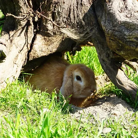 Appartamento Kendlgut Am Biobauernhof Inklusive Unbegrenztem Eintritt In Alpentherme *