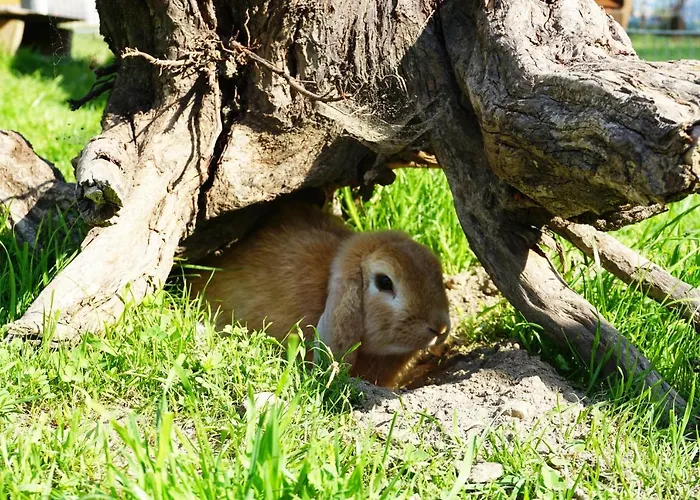 Apartment Kendlgut Am Biobauernhof Inklusive Unbegrenztem Eintritt In Alpentherme *